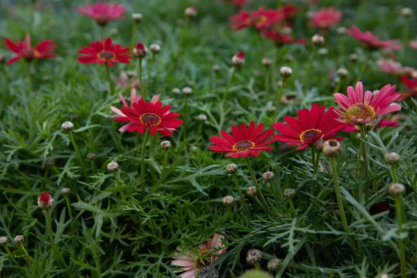 Magnifiquement floraison Dimorphoteca ou marguerites africaines en couleur rouge en plein air dans le jardin grec - printemps. — Photo