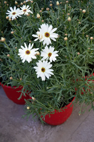Magnifiquement fleuri blanc Dimorphoteca ou marguerites africaines mis en pot dans la boutique de jardin grec - printemps. — Photo