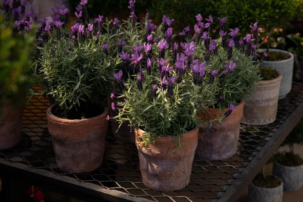 Lavandula stoechas, the Spanish lavender or topped lavender or French lavender flowering plant in the ceramic pots - Greece, March. — Stock Photo, Image