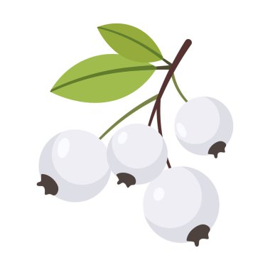 Bir dal üzerinde olgun beyaz yaban mersini sürüsü, taze ve sağlıklı meyve illüstrasyonu, basit düz tasarım