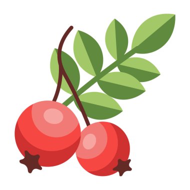 Bir dalda yeşil yapraklı iki dolgun kırmızı kızılcık üzümü, sonbahar meyvesi çizimi, basit düz tasarım.
