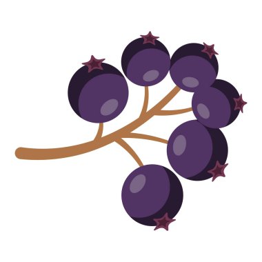 Koyu mor mürver böğürtlenli dal, basit düz çizim, beyaz üzerine izole edilmiş..