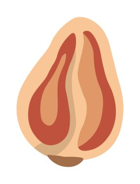 Kabuğu soyulmuş bir fındık parçasının çapraz çizimi, iç şeklini ve dokusunu ortaya çıkarıyor..