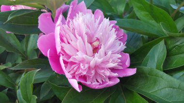 güzel Şakayık Bahçe