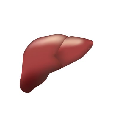 Gerçekçi insan karaciğer. Tıp vektör çizim