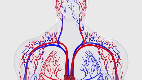 Anatomy of the human circulatory system from head to toe, computer generated. 3d rendering blood vessels. The science background — Zdjęcie stockowe