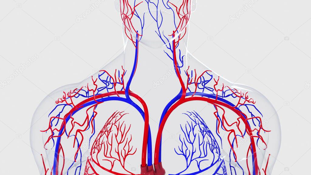 Anatomy of the human circulatory system from head to toe, computer generated. 3d rendering blood vessels. The science background