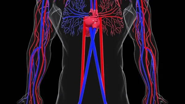 Rotating model of the human circulatory system. 3d rendering blood vessels. The medical background, computer generated.
