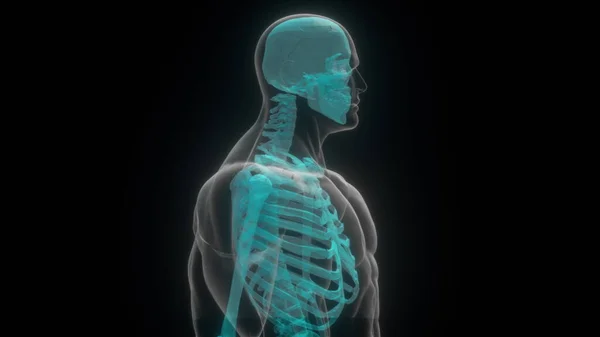 Ludzkie prześwietlenie. Renderowanie 3D — Zdjęcie stockowe