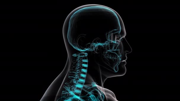 Человеческий рентген. 3D рендеринг — стоковое видео