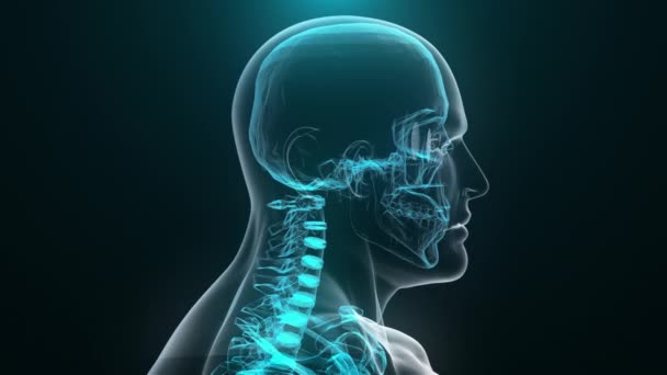 Mänsklig röntgen. 3D-återgivning — Stockvideo