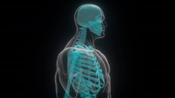 Human xray. 3D render — Stock Video