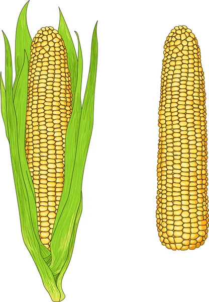 Maïs vecteur réaliste — Image vectorielle