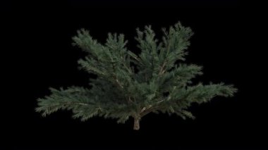 Rüzgarda esen çalı döngüsü animasyonu. Rüzgâr Çalı Fabrikası 'nı uçuruyor. Şeffaf Arkaplan ile rüzgarda sallanan Animasyon Çalı. Alfa Kanalı. Döngü Canlandırması