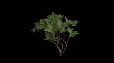 Rüzgarda esen çalı döngüsü animasyonu. Rüzgâr Çalı Fabrikası 'nı uçuruyor. Şeffaf Arkaplan ile rüzgarda sallanan Animasyon Çalı. Alfa Kanalı. Döngü Canlandırması