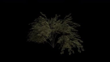 Rüzgarda esen çalı döngüsü animasyonu. Rüzgâr Çalı Fabrikası 'nı uçuruyor. Şeffaf Arkaplan ile rüzgarda sallanan Animasyon Çalı. Alfa Kanalı. Döngü Canlandırması