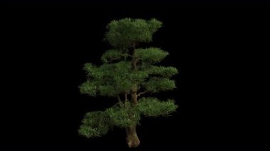 Rüzgarda savrulan ağaç. Rüzgar Ağacı emiyor. Şeffaf Arkaplan ile rüzgarda sallanan Animasyon Ağacı. Alfa Kanalı. Döngü Canlandırması