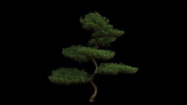 Rüzgarda savrulan ağaç. Rüzgar Ağacı emiyor. Şeffaf Arkaplan ile rüzgarda sallanan Animasyon Ağacı. Alfa Kanalı. Döngü Canlandırması