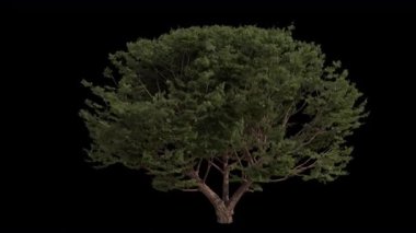 Rüzgarda savrulan ağaç. Rüzgar Ağacı emiyor. Şeffaf Arkaplan ile rüzgarda sallanan Animasyon Ağacı. Alfa Kanalı. Döngü Canlandırması