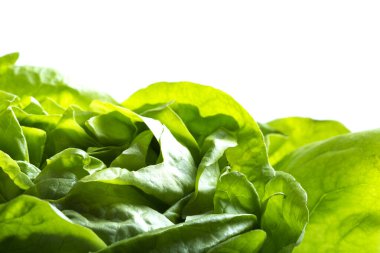 yeşil beyaz zemin üzerine marul yaprakları