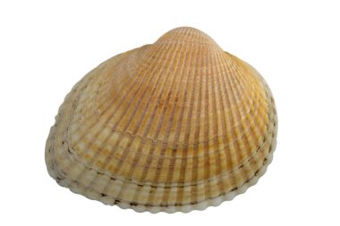 Beyaz arka planda kırpma yoluyla izole kabuk Fistolar