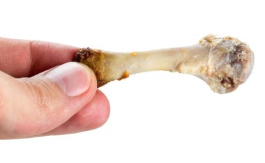Beyaz arka planda izole edilmiş bir tavuk kemiği tutuyor.