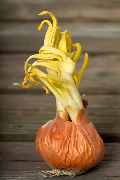 Rustik ahşap arka plan üzerinde beyaz soğan çimlenme