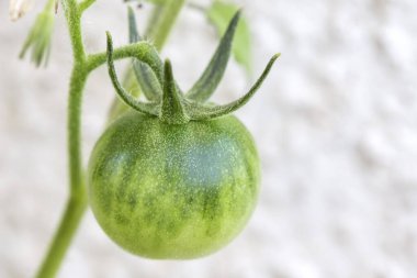 (Seçici odak bir bahçede yeşil kiraz domates)