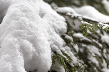 Karla kaplı çam dallarına yakın