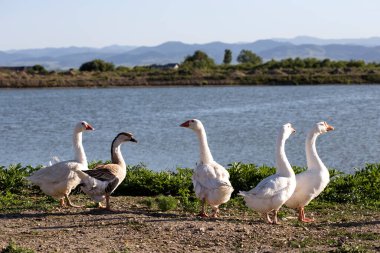 Romanya 'da gün batımında göl kenarında bir grup kaz - Doğu Avrupa