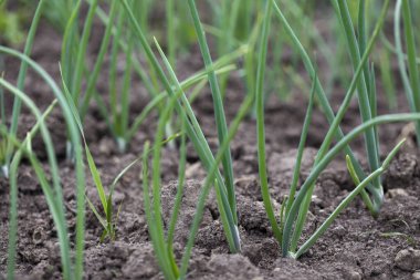 Sebze bahçesindeki soğan çiftliği - yakın görüş