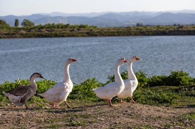 Romanya 'da gün batımında göl kenarında yürüyen bir grup kaz - Doğu Avrupa