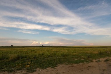 İneklerle ve yazın arka planda bir kiliseyle güzel bir Romanya manzarası