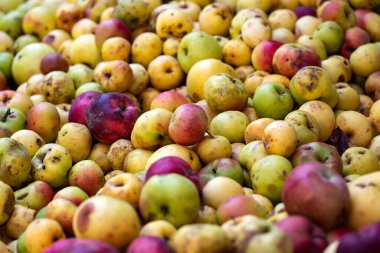 Alkole dönüştürülmeye hazır elma yığını.