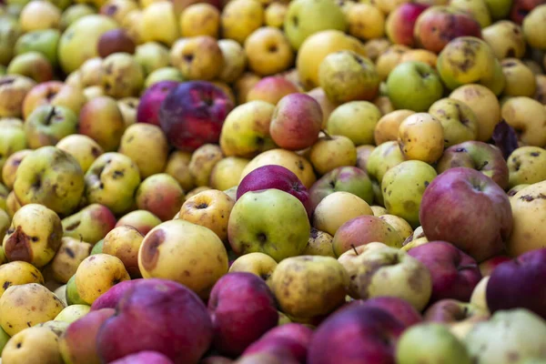 Alkole dönüştürülmeye hazır elma yığını.