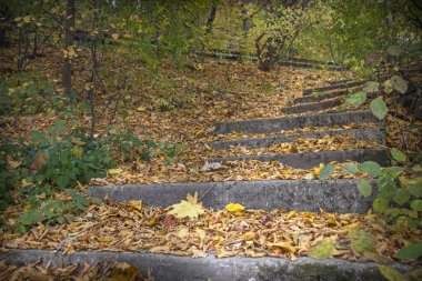 Sarı foilage sonbaharı Cadılar Bayramı sezonu Romanya 'daki halk parkında merdiven boşluğu açıyor