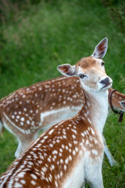 Doğada iki güzel dişi geyik