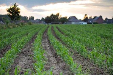 Belçika 'nın kırsal kesimlerinde genç mısır tarlaları - bahar mevsimi