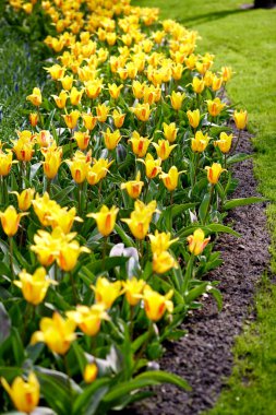 Baharda Hollanda 'daki Keukenhof çiçek ve lale parkı. Hollanda 'da güzel bir açık hava manzarası