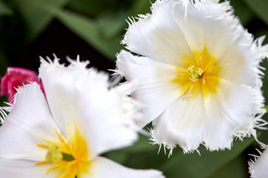 Fırfırlı lale, yıpranmış üst kenarı olan bir çiçektir. Manzarayı kapat. - Keukenhof, Hollanda