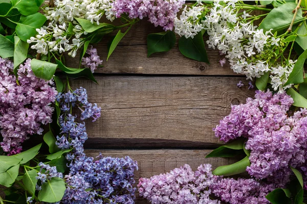 Lilla, viola, fiori — Foto Stock