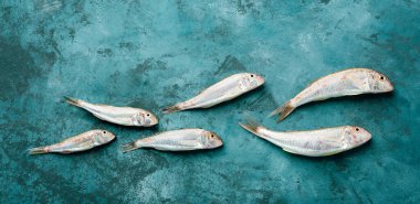 Taze kırmızı aslan yelesi. Mavi arka planda sultan balığı.