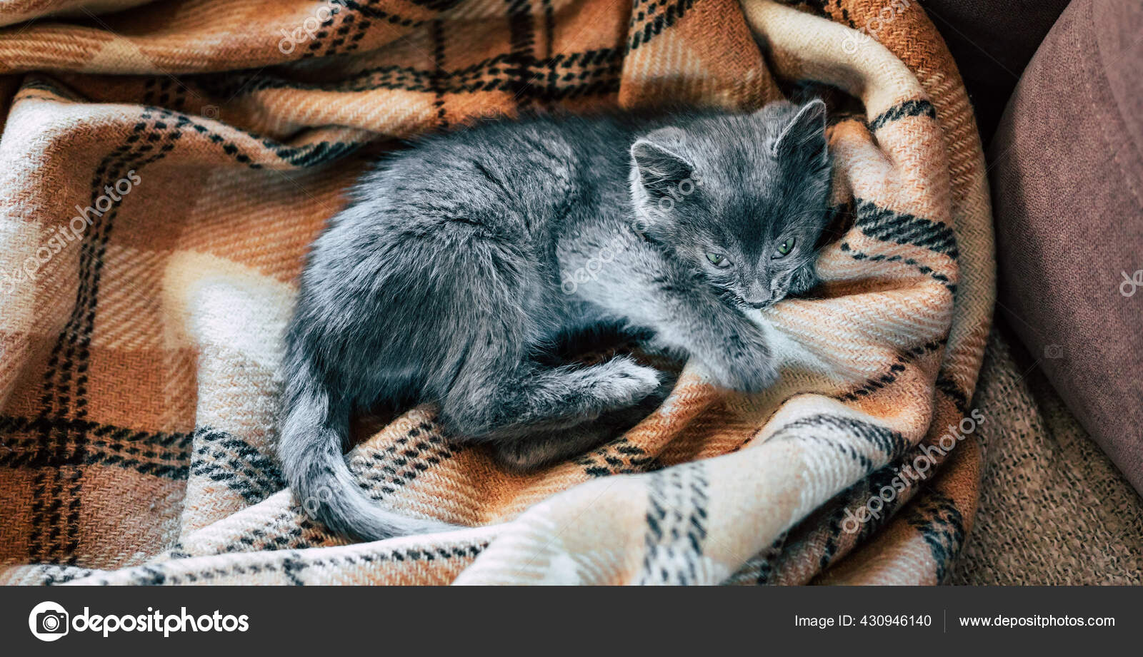 Un Petit Chaton Gris Dort Sur Une Couverture De Laine Inflammation De La Troisieme Paupiere Chez Le Chat Image Libre De Droit Par Yakovlevadaria C Un Petit Chaton Gris Dort Sur Une Couverture De Laine Inflammation De La Troisieme Paupiere Chez Le Chat Image Libre De Droit Par Yakovlevadaria C