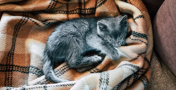 Um pequeno gatinho cinza dorme em um cobertor de lã. Inflamação da terceira pálpebra em gatos. — Fotografia de Stock
