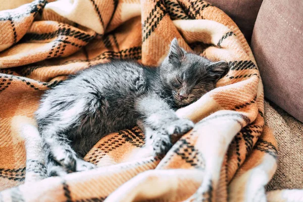 Küçük gri bir kedi yavrusu yün bir battaniyenin üzerinde uyur.. — Stok fotoğraf