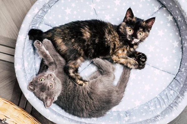 Dwa kociaki leżą na łóżku. zwierzę domowe — Zdjęcie stockowe