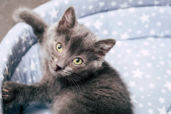 Gatito gris. mascota en casa. primer plano — Foto de Stock