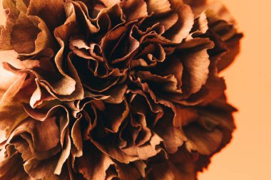 Çiçek arkaplan. Kahverengi çiçek. Yaklaş.