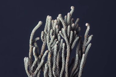 Siyah arka planda kuru bitki. Bitki arkaplanı