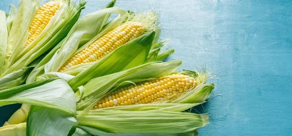 Fresh corn on the cob on a blue background — Stock Photo, Image